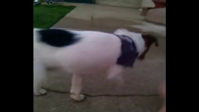 Jack Russell Terrier with Spinocerebellar Ataxia смотреть онлайн
