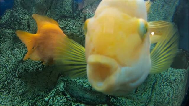 Океанариум В Лазаревском!Дима ньюс 284! смотреть онлайн