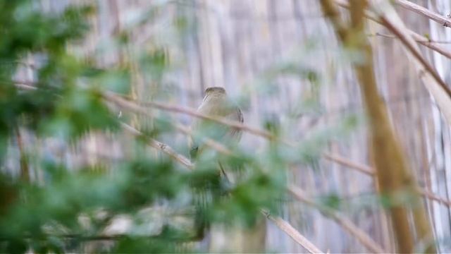 Testvideo Novoflex Noflexar 400/5.6 mit Panasonic Lumix G3, Version 2 смотреть онлайн
