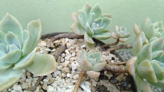 Echeveria Elegans Rose (Mexican Snowball) E Echeveria Prolífica