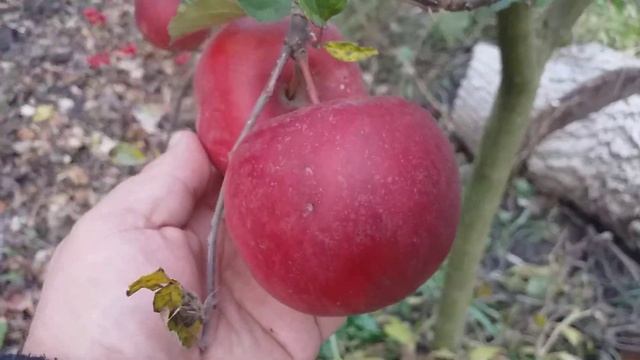 Легендарные яблоки! Сорт зимний Айдаред (apple Idared).Обзор в конце октября. Дозаривание смотреть онлайн