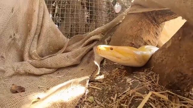 8-year-old girl takes a swim with her pet python смотреть онлайн