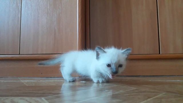 котёнок манчкин коротколапый с мамой смотреть онлайн