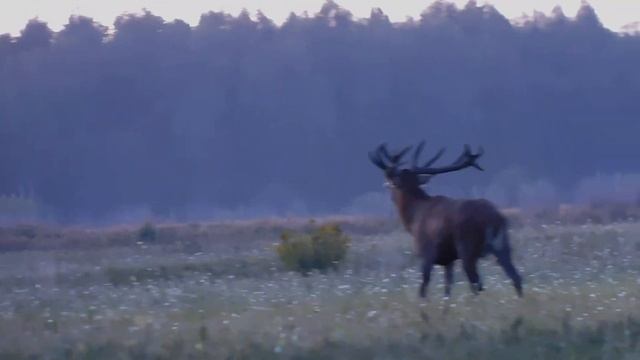 Два бешеных быка, Рев оленя 2023, Rykowisko 2023 смотреть онлайн
