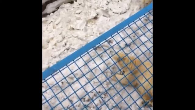 СВЕТСКАЯ ЖИЗНЬ СЕМЕЙСТВА ШАЛЬНЕВЫХ: ВЛОГ#1 НОВОСИБИРСКИЙ ЗООПАРК❤ смотреть онлайн
