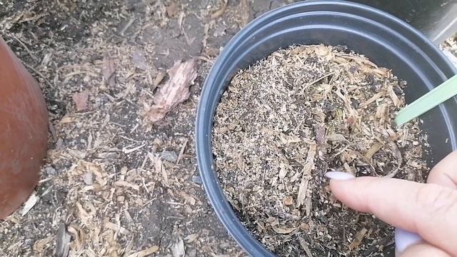 Гортензии цветут в полную силу, НО не все. Какие сорта халтурят? #гортензия, #гортензияметельчатая смотреть онлайн