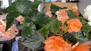 Что нужно делать чтобы бегонии пышно и долго цвели