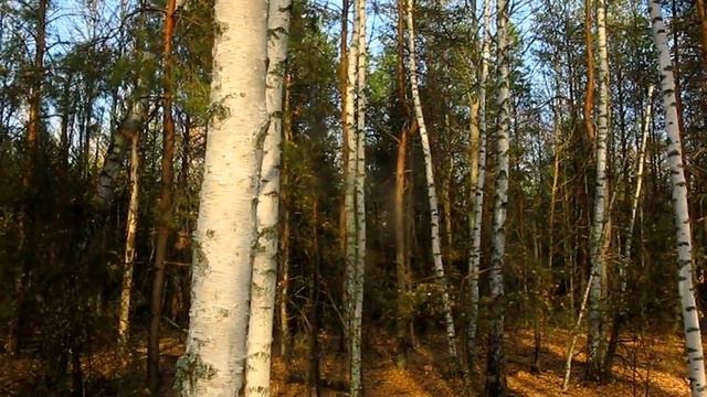 Скрипка в осеннем лесу...."""видео сергея лаврентьева смотреть онлайн