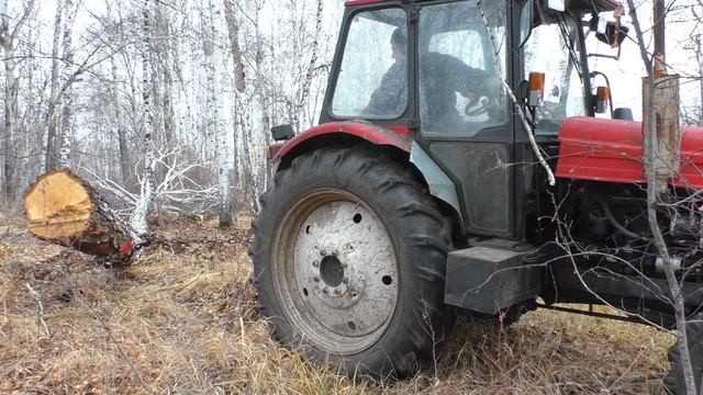 Трактор ЛТЗ-60 вытаскивает 2 куб ствол берёзы из леса Сибири смотреть онлайн