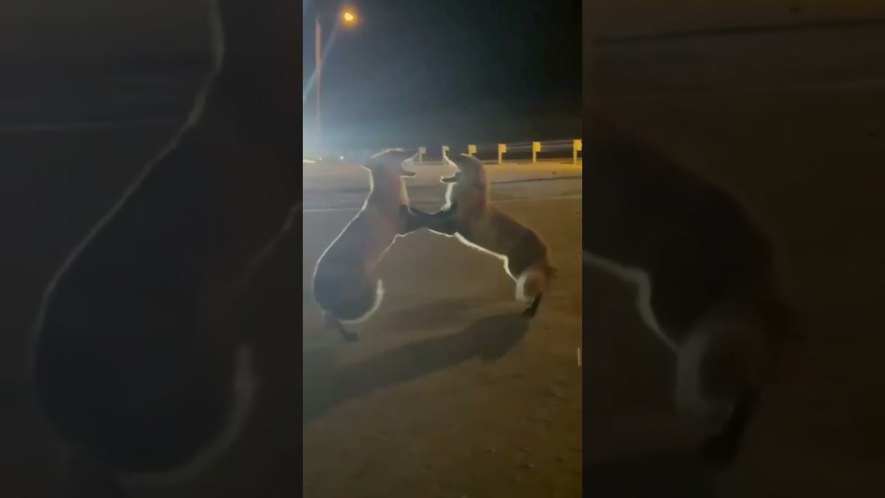 Лисий батл смотреть онлайн