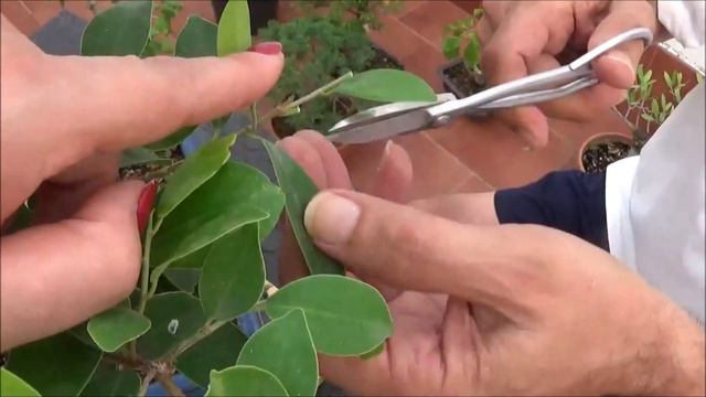 Ficus , diseño , injertos y tensores смотреть онлайн