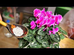 Чем подкормить и как ухаживать за домашним цикломеном чтобы часто цвел и не болел?