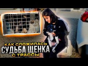 Выкинули 6 щенков на трассу. Как сложилась судьба последнего, который остался без добрых рук?
