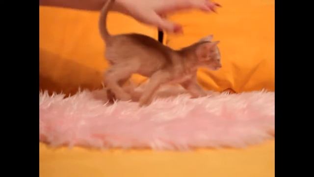 Абиссинская девочка окраса фавн. Питомник абиссинских кошек Gold Vein http://abygoldvein.jimdo.com/ смотреть онлайн