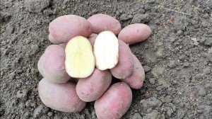 Сорт картофеля Рубин