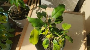 ЭКСКУРС ПО СОРТАМ ФИКУСОВ БЕНДЖАМИНА/ОПИСАНИЕ СОРТОВ/СРАВНЕНИЕ ПОХОЖИХ СОРТОВ. Моя коллекция фикусо