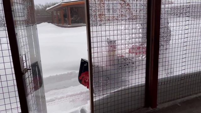 Гепард в снежном плену смотреть онлайн