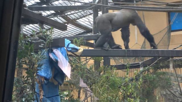 A little gorilla defies his brother by yelling. It is Kintaro's carrot!｜Momotaro family смотреть онлайн