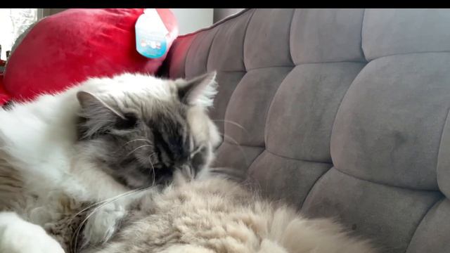 RAGDOLL CAT SELF GROOMING: 3  Minutes Of Bootsie The Ragdoll Cat Giving Herself A Bath
