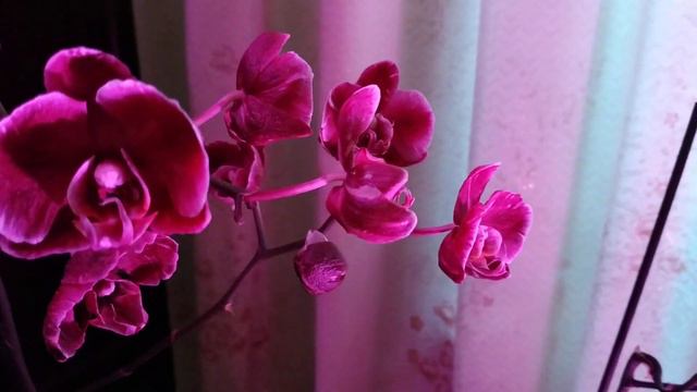 Каменные розы их рост и развитие после покупки 😍🥀🤗 смотреть онлайн