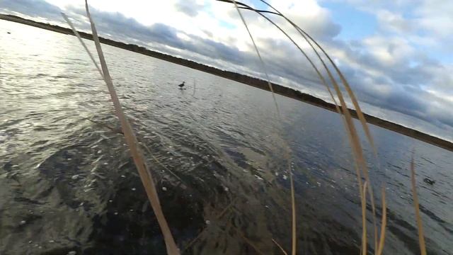 Охота на утку в ноябре с 5.11. по 10.11. 2021г подмосковье смотреть онлайн