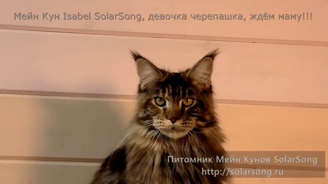 Мейн Кун Isabel SolarSong, девочка черепашка, ждём маму!!! смотреть онлайн