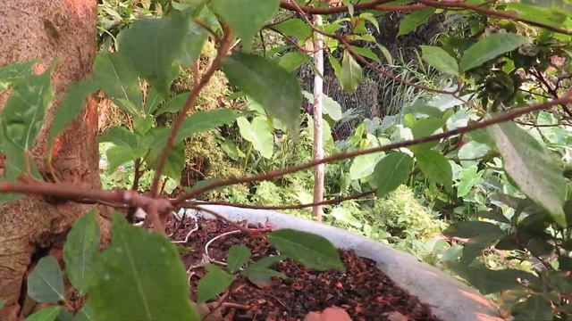Bonsai Tree: Ficus Racemosa Bonsai