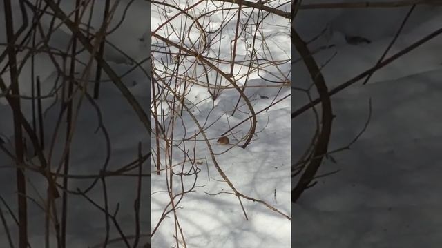 Мышка-полевка в лесу//mouse-vole in the forest смотреть онлайн