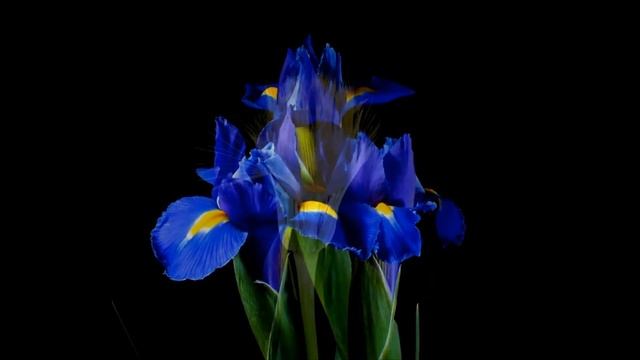 A Minor Waltz#relax video Вальс Распускающиеся цветы смотреть онлайн