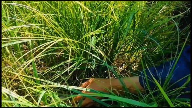 Заготовка сена в 2021 году // Сенокос 2021 // Совы у-у?? смотреть онлайн