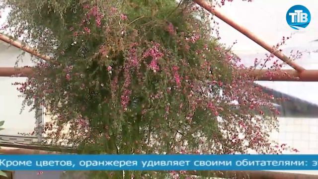 ПЕРВЫЙ ДЕНЬ ВЕСНЫ СРЕДИ ЦВЕТОВ В РУДНЕВСКОЙ ОРАНЖЕРЕИ смотреть онлайн