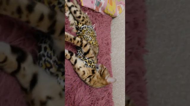 Мою кошку стелиризовали 😅😅😅😢