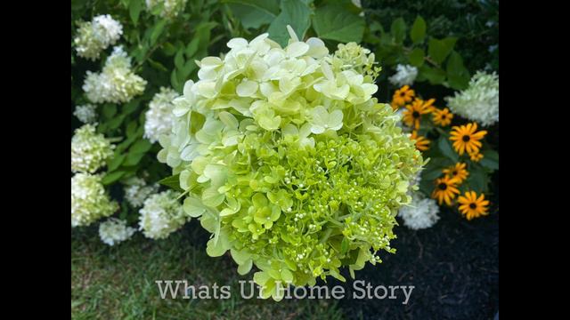 6 Types of Hydrangeas|Hydrangea Varieties & Care|Low Maintenance Plants|Summer Garden Flowers смотреть онлайн