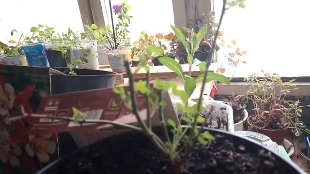 День больших забот. Перемещаю растения и пикирую смотреть онлайн