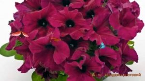 Петуния грандифлора Саксесс 360° Парпл ? обзор: как сажать, семена петунии Саксесс 360° Парпл