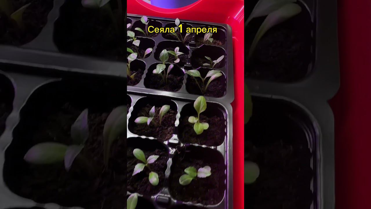 Георгины из фикс прайса спустя 20 дней #деревня #огород