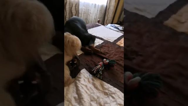 Бешеный пудель доедает Добермана))) смотреть онлайн