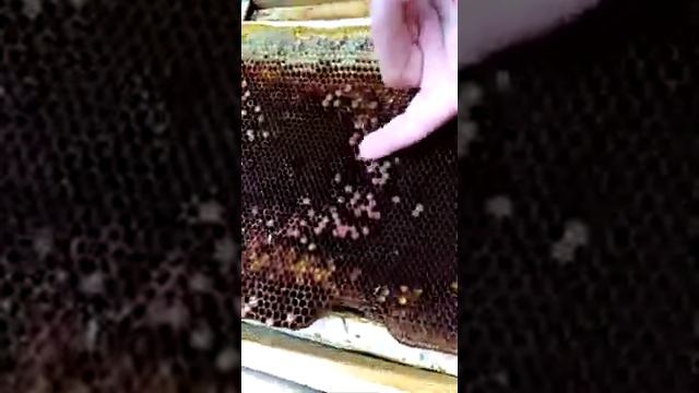 Гибель пчел 2019 в Башкирии