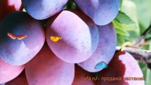 Слива домашняя Ника (prunus domestica nika) ? слива Ника обзор: как сажать саженцы сливы Ника