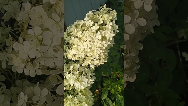 гортензия метельчатая Бобо в начале августа. Питомник Изосимово сад. смотреть онлайн