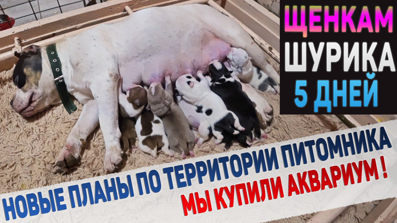 Как подросли щенки Шурика за неделю? Снова начинается стройка! Что будем делать? Купили аквариум! смотреть онлайн