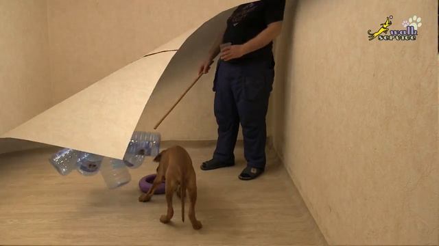 Щенок риджбека, шорохи-страшилки и пищевая реакция смотреть онлайн