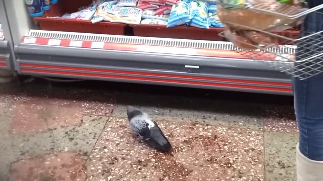 голубь в магазине смотреть онлайн