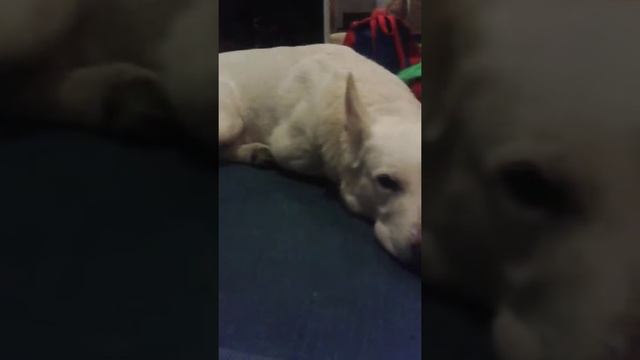 wini смотреть онлайн