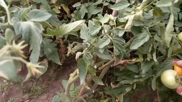 Обзор помидор после обработки#хозяйничаемвместе #помидоры смотреть онлайн