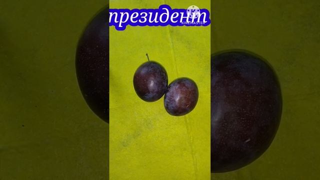 СЛИВЫ ОГРОМНОГО РАЗМЕРА! HUGE PLUMS! смотреть онлайн