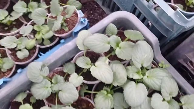 Виолу засыпала снегом. 19.11.22 смотреть онлайн