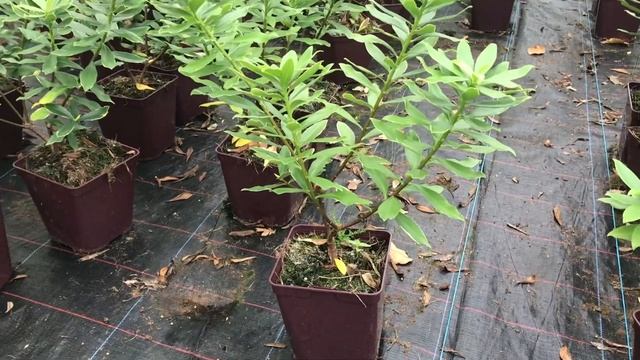Daphné Aureomarginata смотреть онлайн