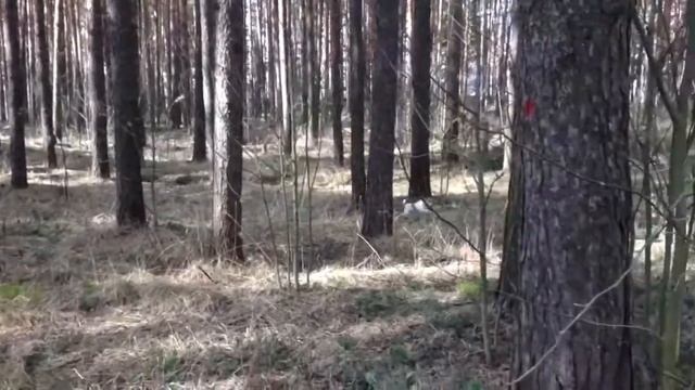 Джек рассел нашёл утку в лесу. Гнездо с утиными яйцами. Jack Russell found a duck in the woods. смотреть онлайн