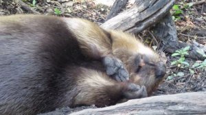 Как спит бобр.mp4